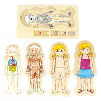 多层拼图-人体结构（女孩）SP71588