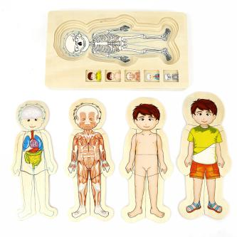 多层拼图-人体结构（男孩）SP71568