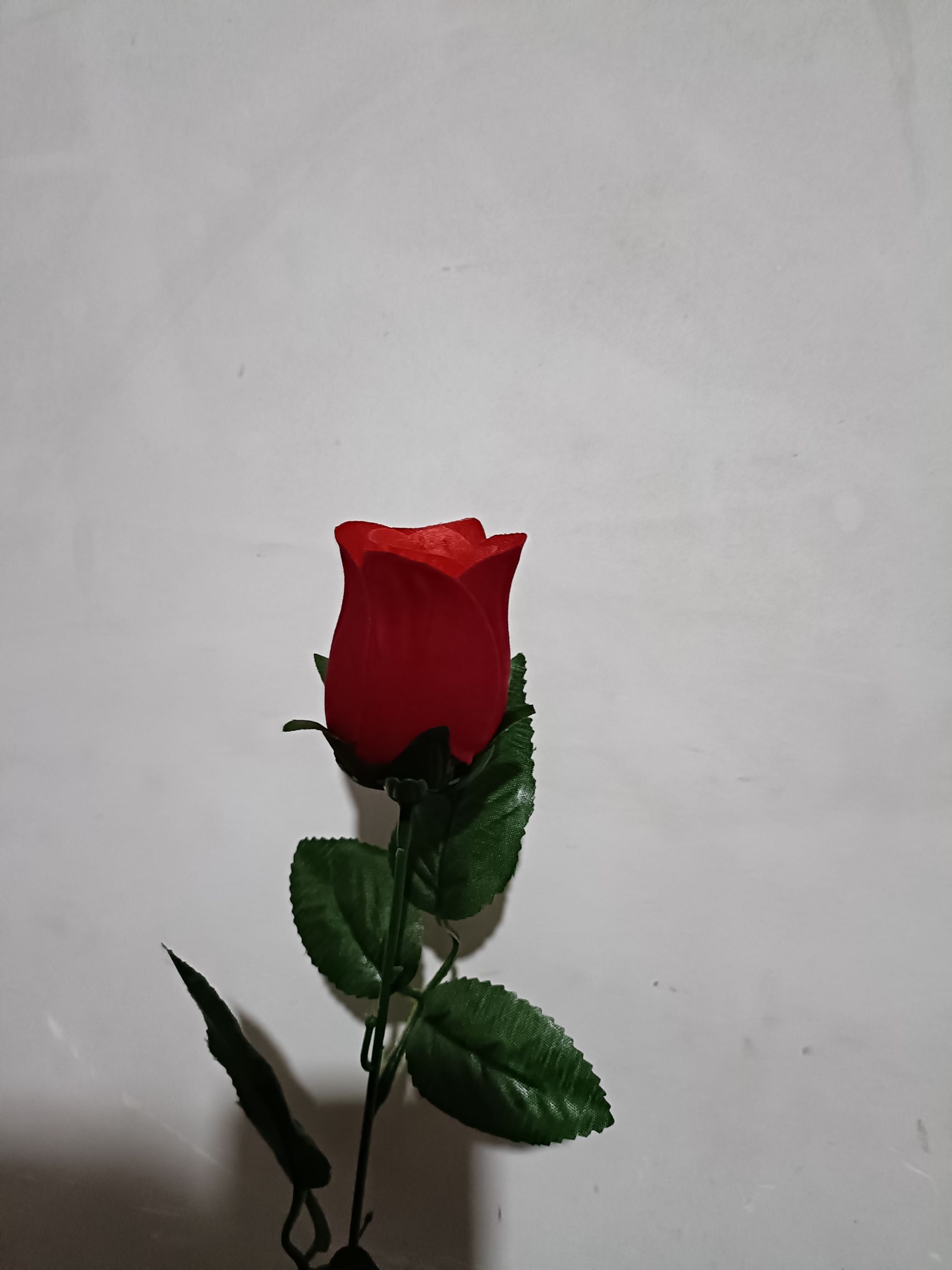 单支毛布玫瑰细节图