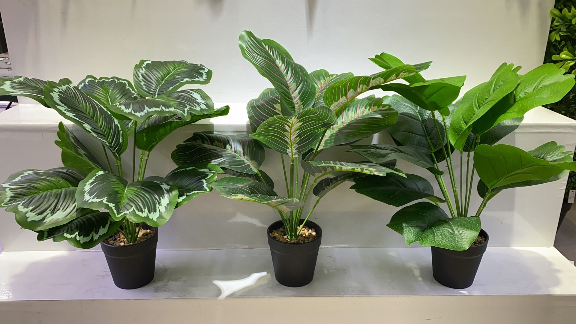 Large green leaf bonsai details Picture