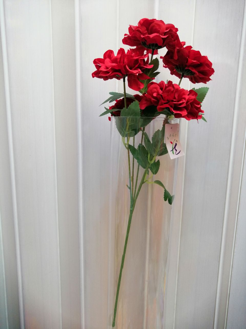 菊花   百日菊  单枝详情图1