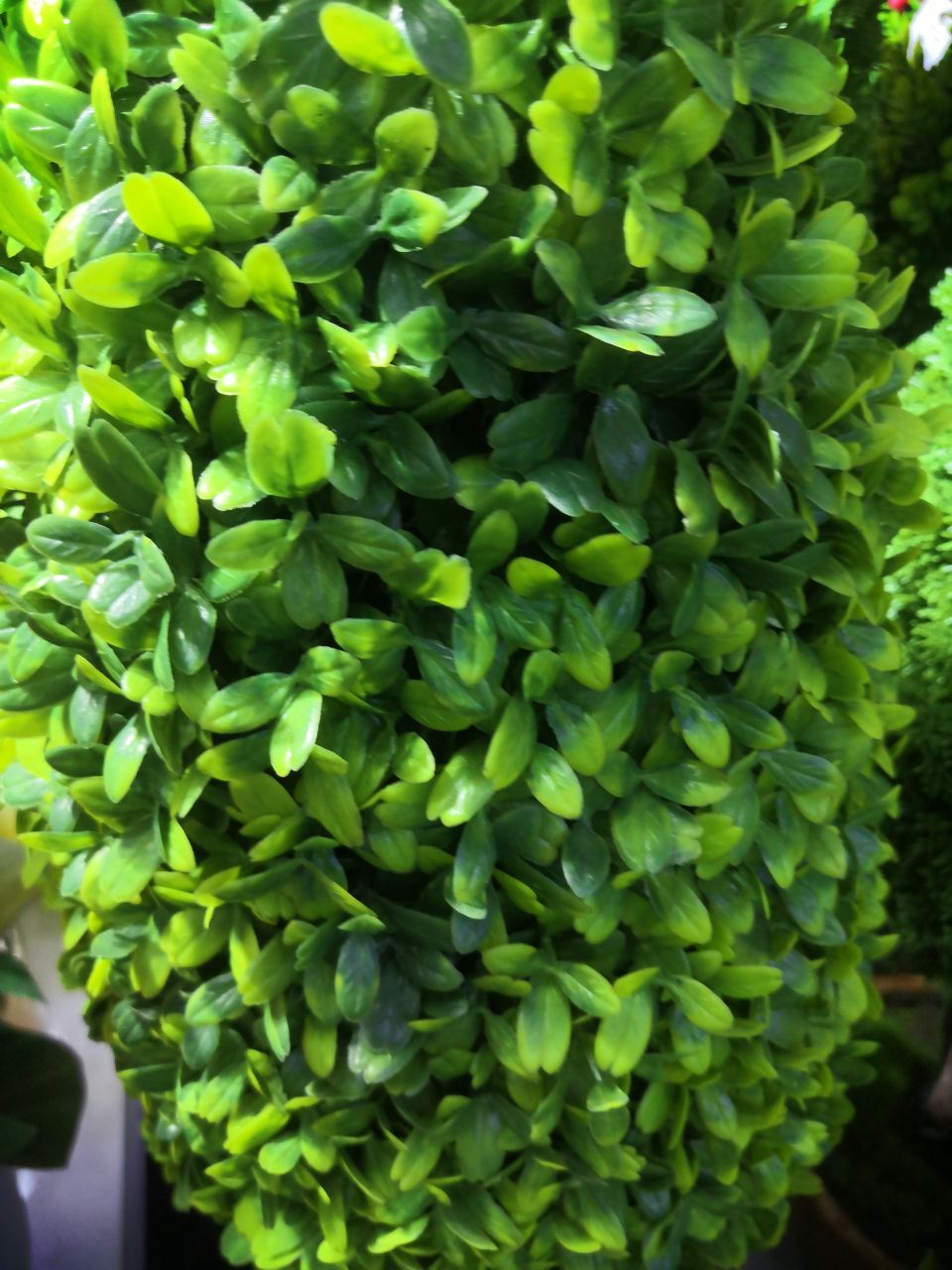 Bonsai Specification image
