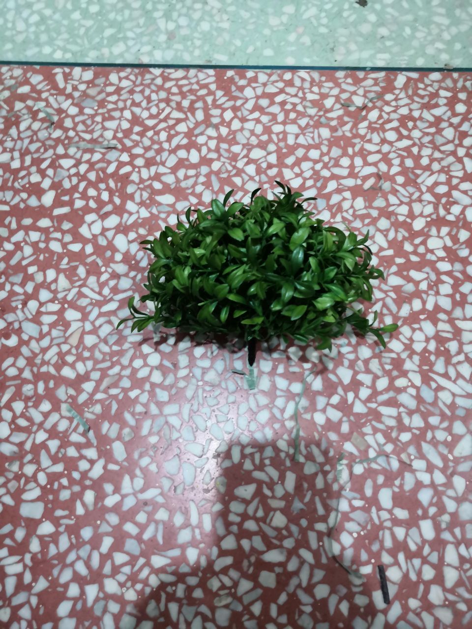 Bonsai