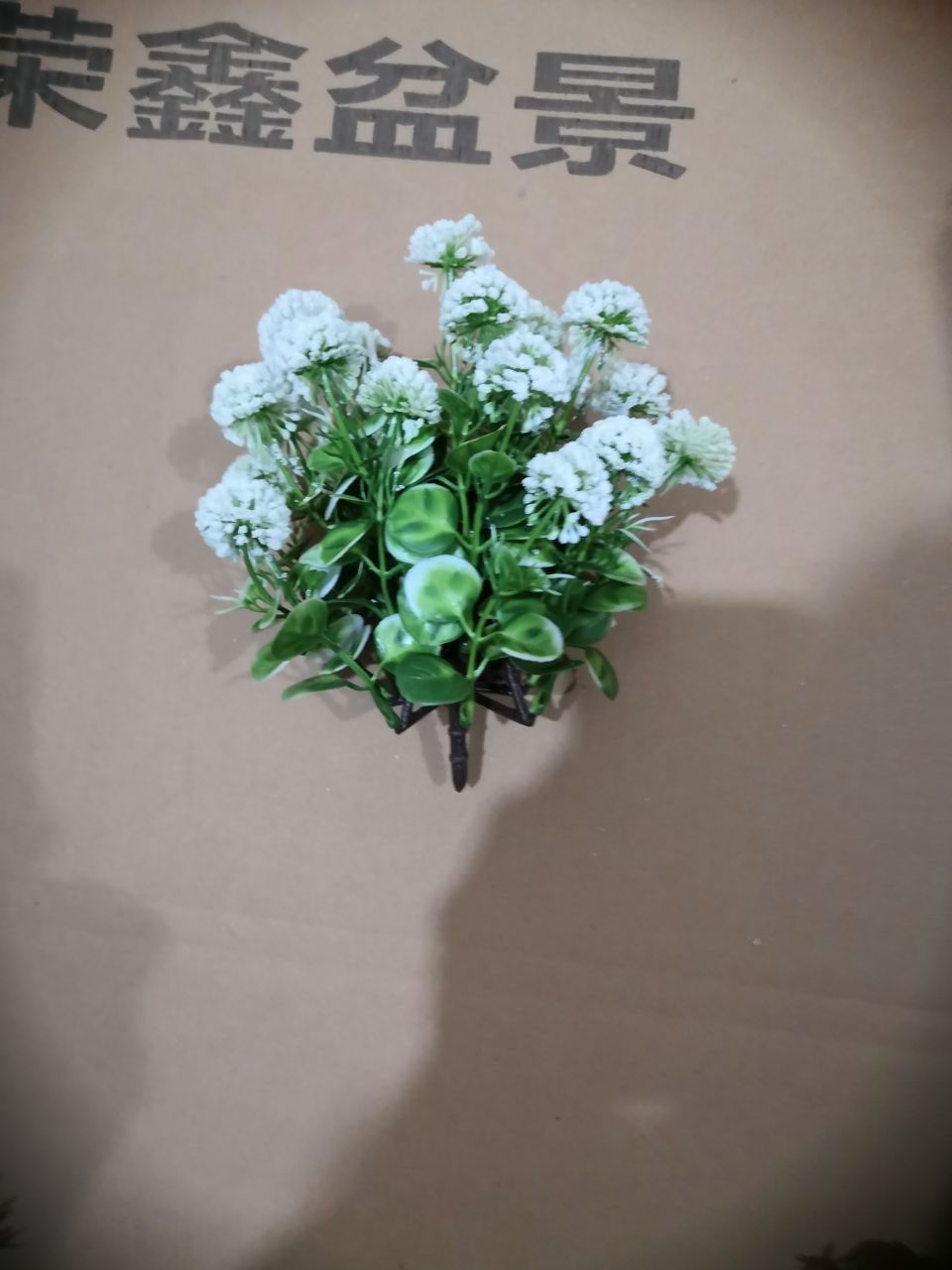 Bonsai Bonsai