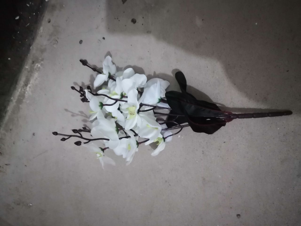Bonsai