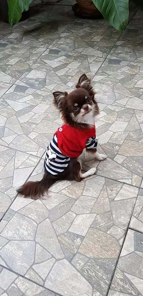 狗狗服装实物图