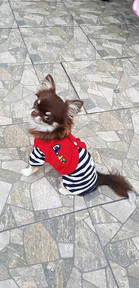 宠物用品衣服/宠物新款服饰/宠物狗狗服装白底实物图