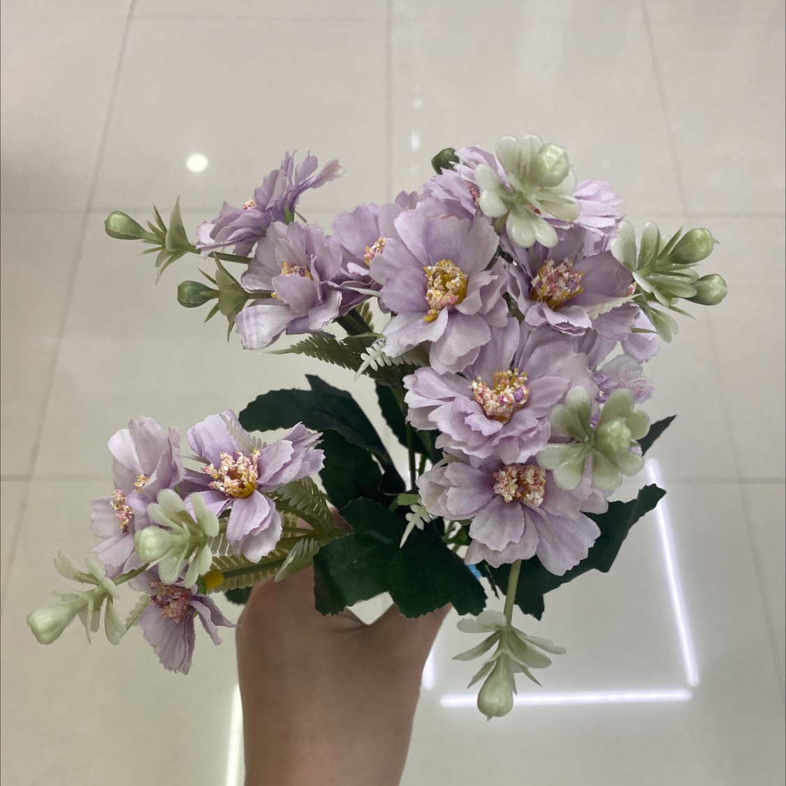 15头南方海葵花