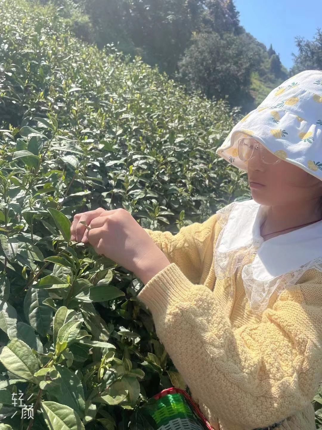 自产自销高山西湖龙井茶云雾茶网红爆款详情图2