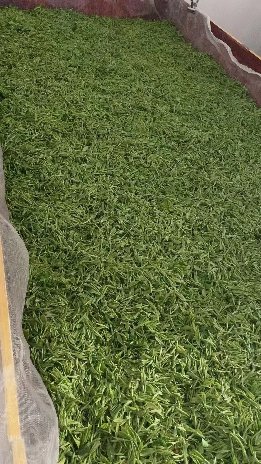 自产自销高山西湖龙井茶云雾茶网红爆款详情图3