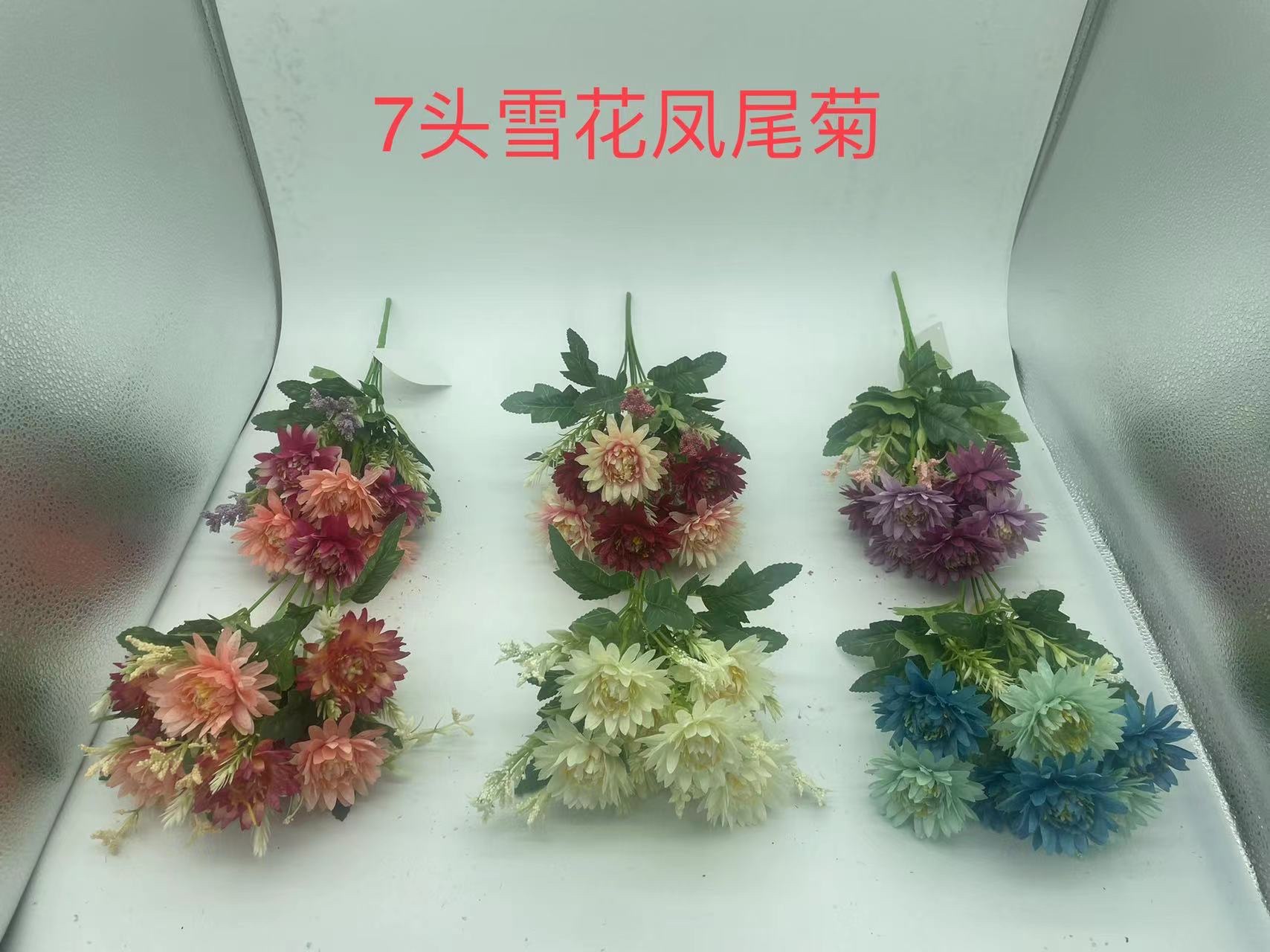 7头雪花凤尾菊
