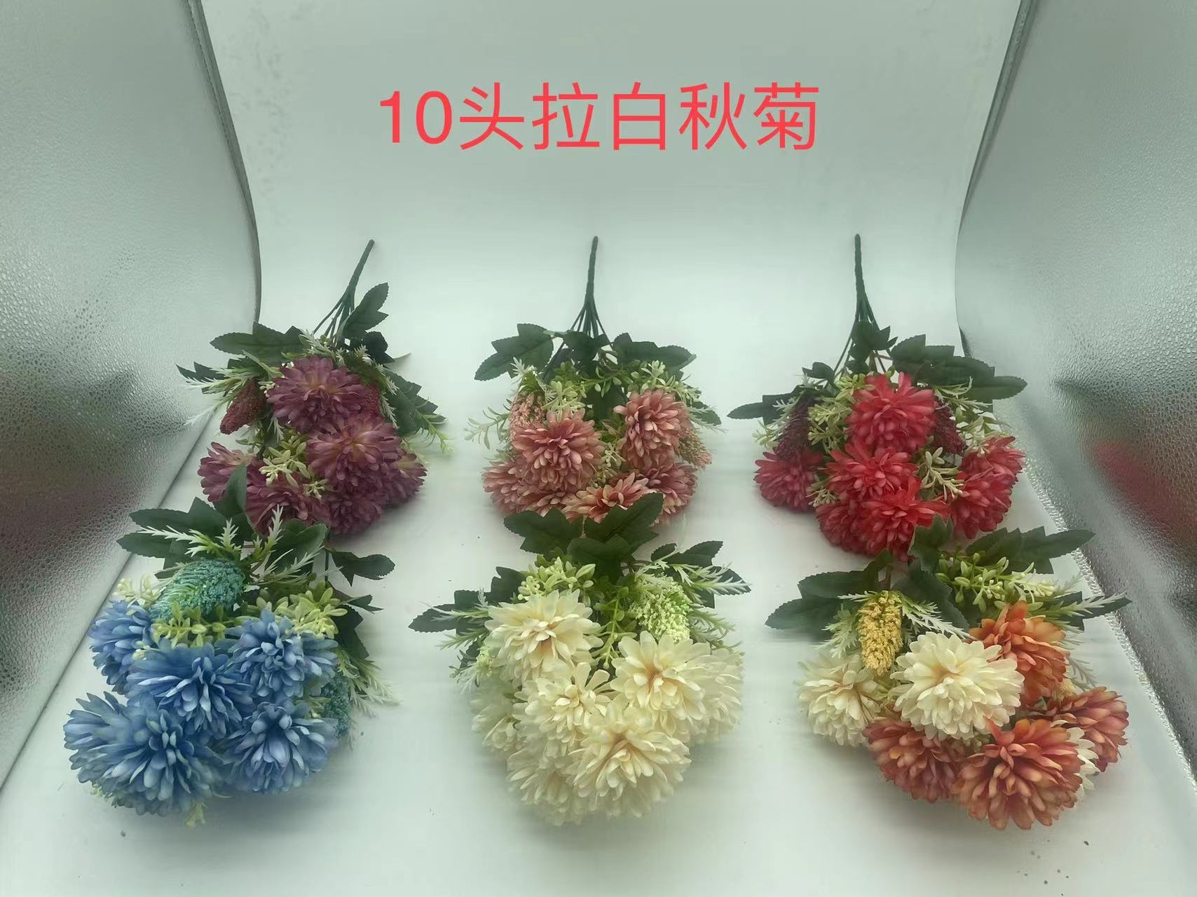 10头拉白秋菊