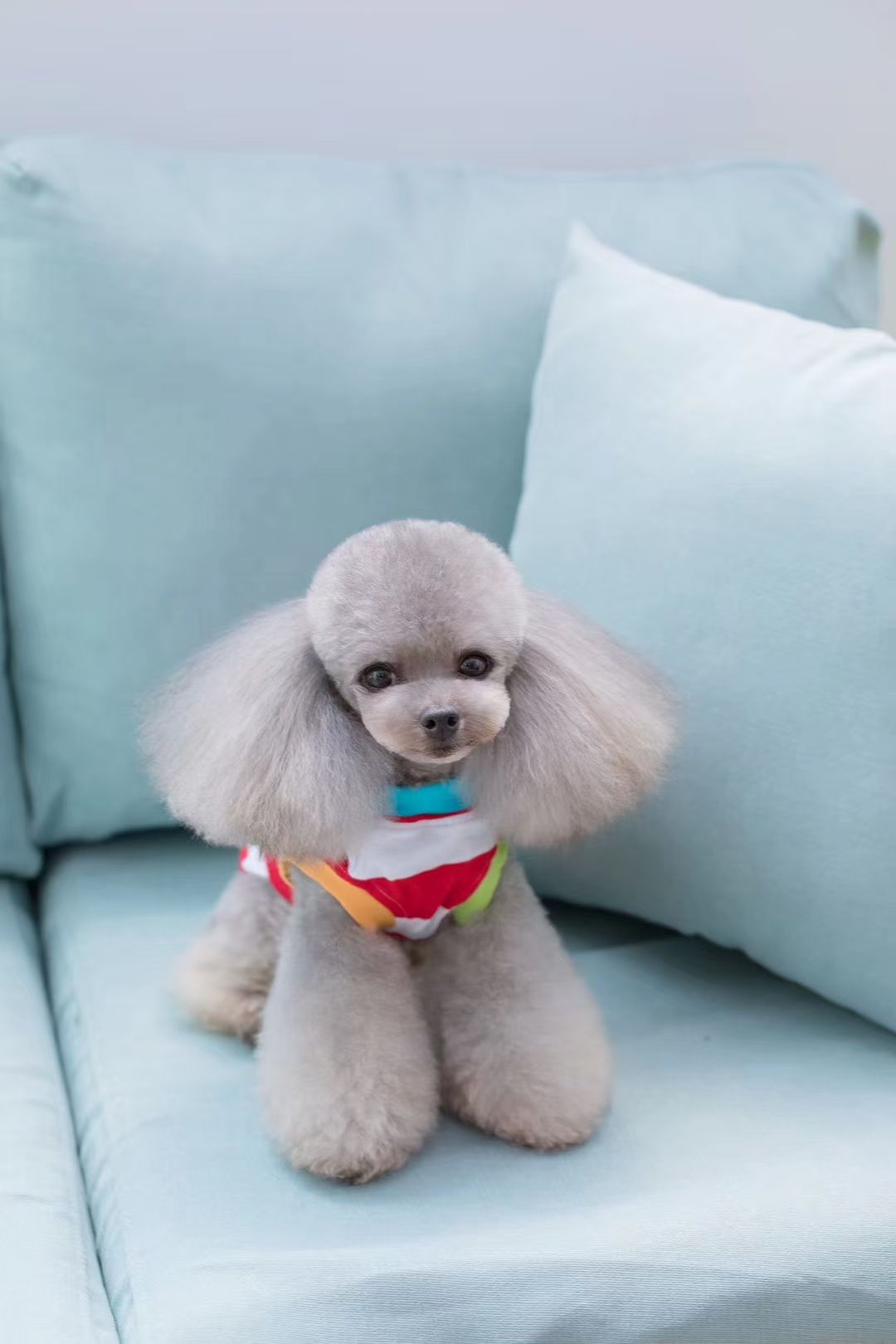 宠物条纹套头衫
​【尺寸齐全，纯棉质地】
​发起来吧，全年都非常适合的一个T恤款式详情图9