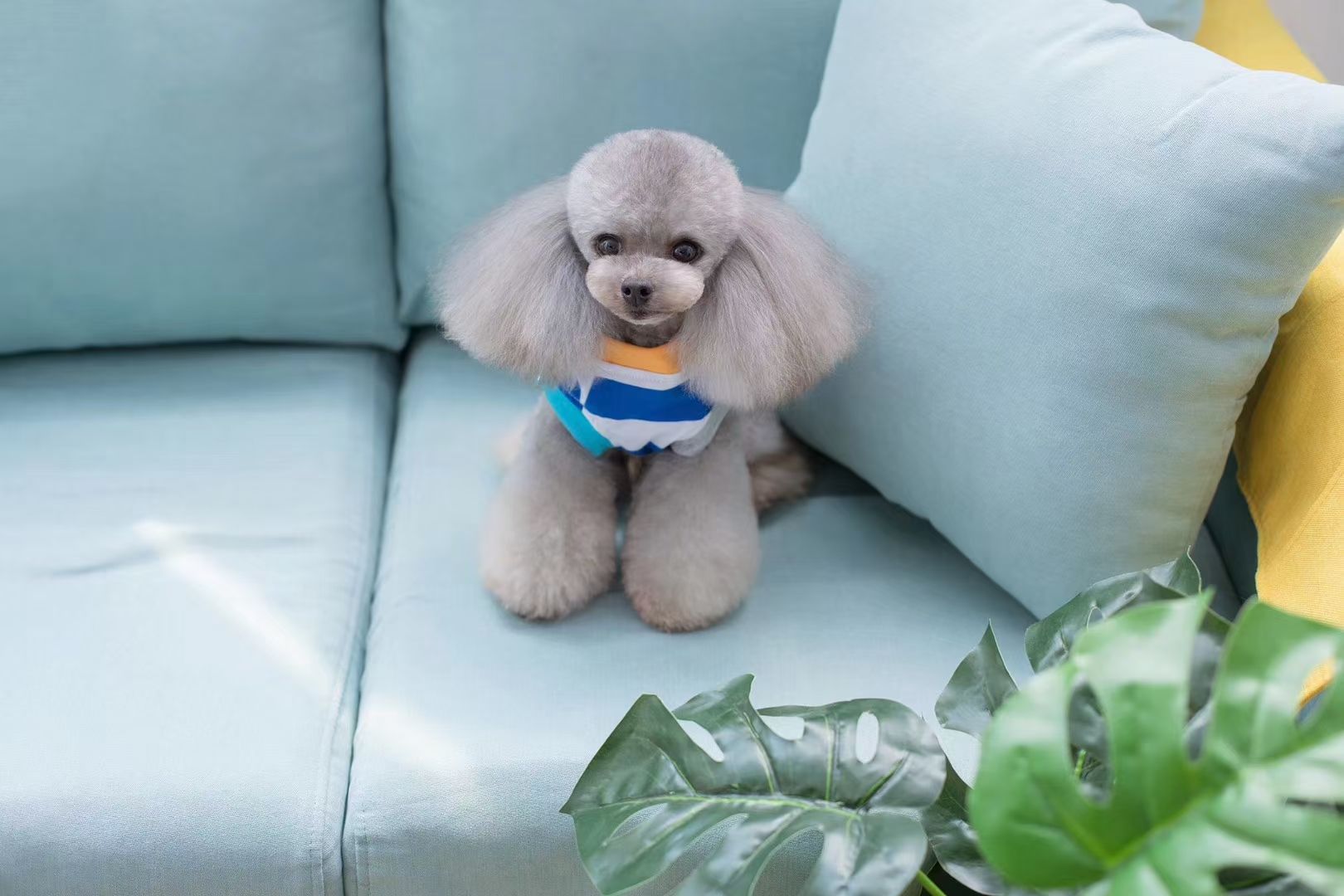 宠物条纹套头衫
​【尺寸齐全，纯棉质地】
​发起来吧，全年都非常适合的一个T恤款式详情图10