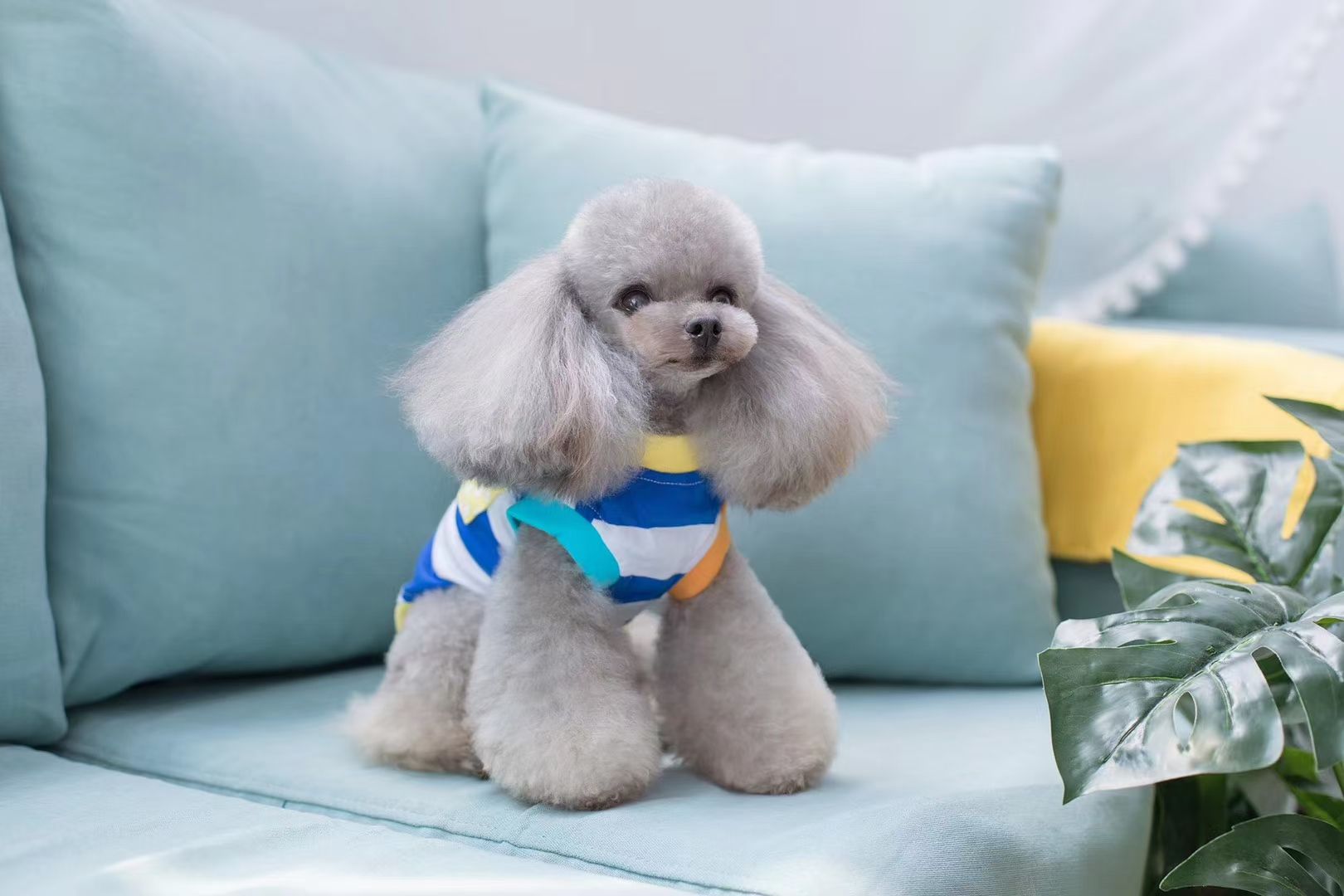 宠物条纹套头衫
​【尺寸齐全，纯棉质地】
​发起来吧，全年都非常适合的一个T恤款式详情图7