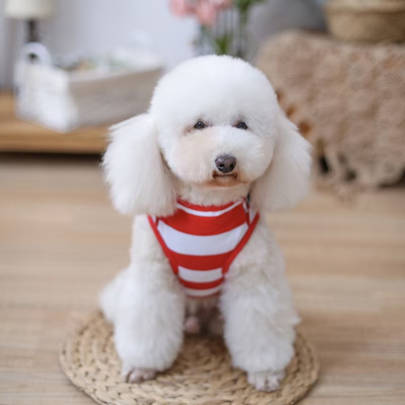 宠物条纹套头衫
​【尺寸齐全，纯棉质地】
​发起来吧，全年都非常适合的一个T恤款式详情图14