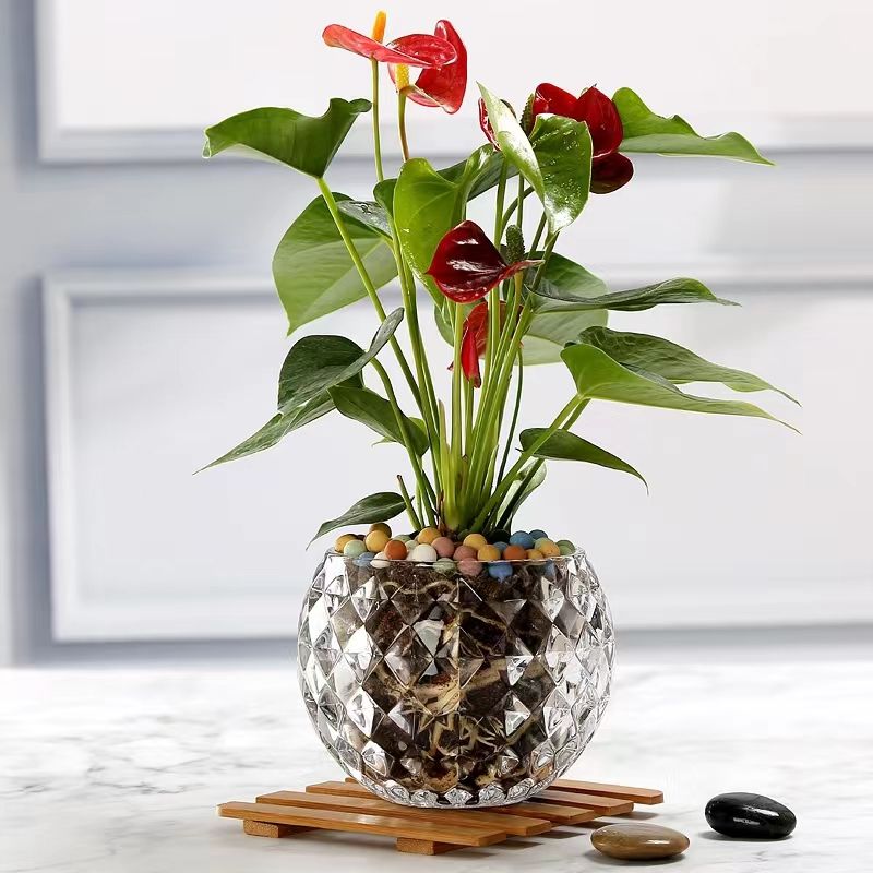 وعاء وعاء زجاجي خلاق مزود بمياه وعاء زجاجي خلاق detail image 8