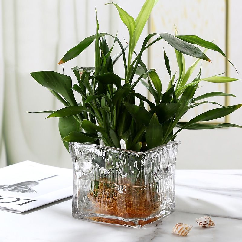 水培植物瓶、生态瓶实物图
