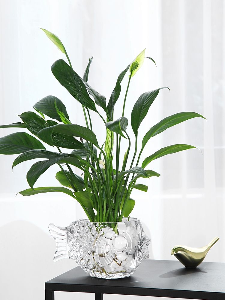 زهرية صغيرة سميكة من الماء، زهرية جميلة من الزهرية المصنوعة من الزجاج Specification image