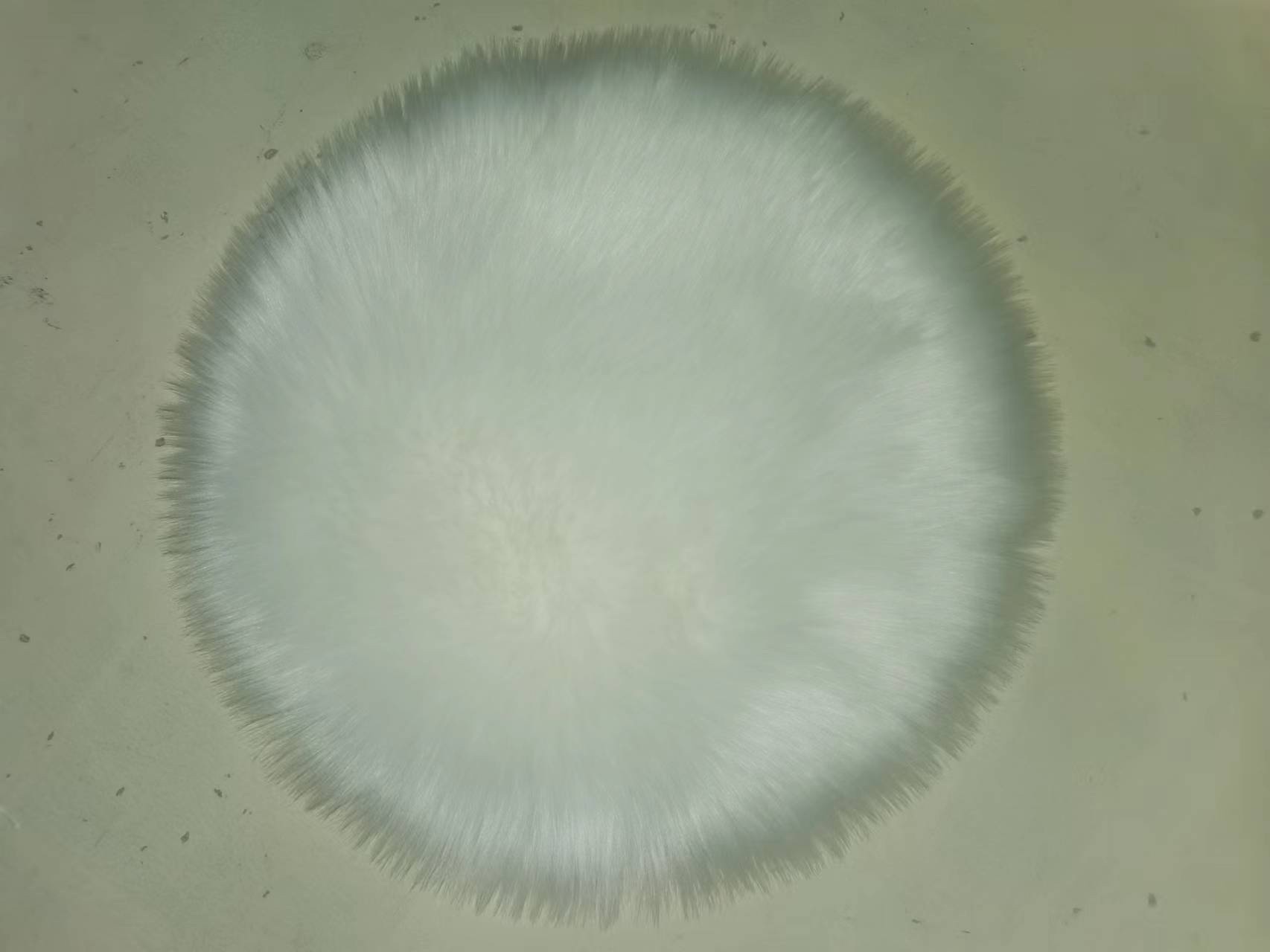 家用地毯实物图