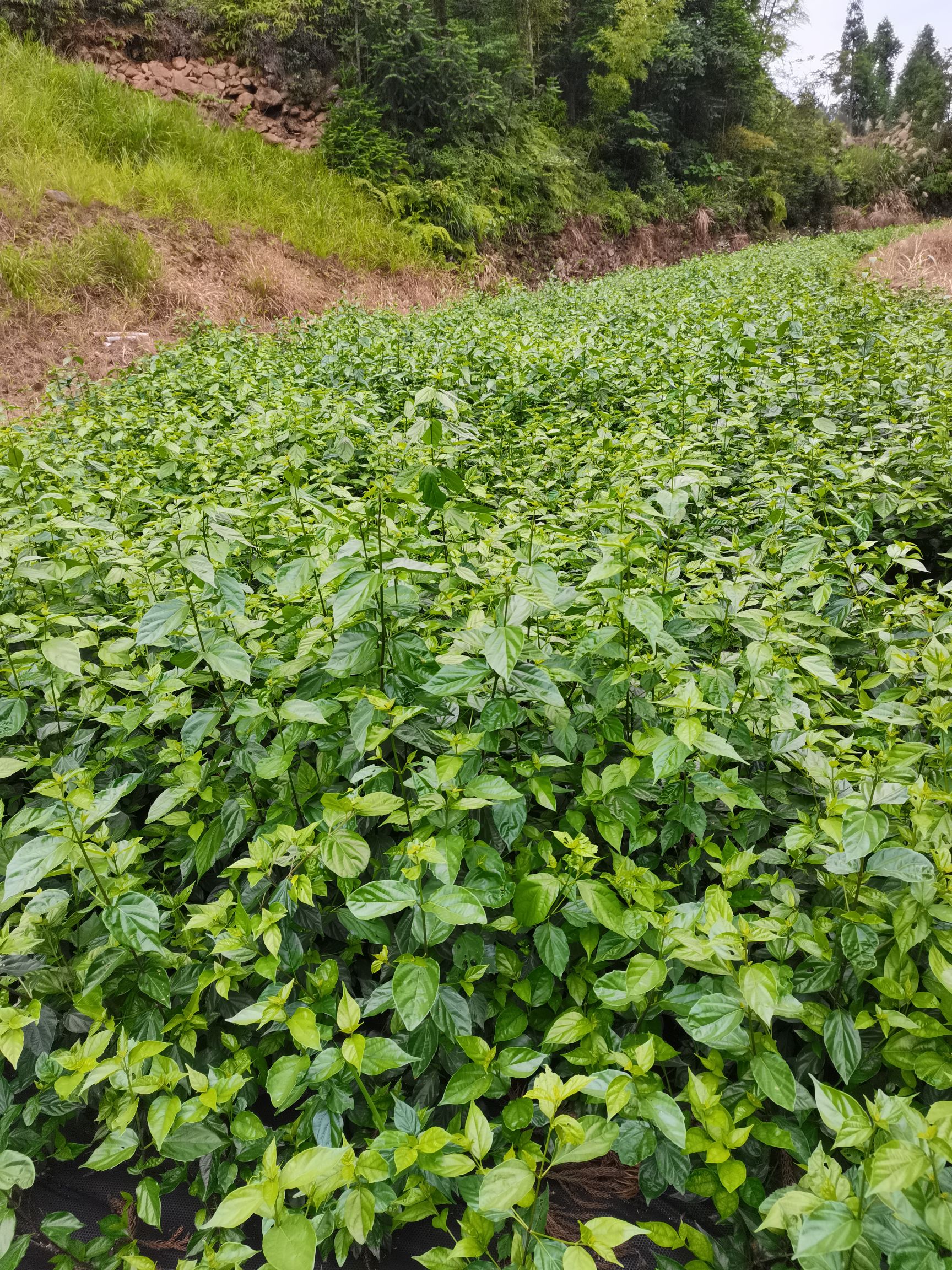 仙叶缘豆腐柴鲜叶(送过滤袋和凝固)详情图2