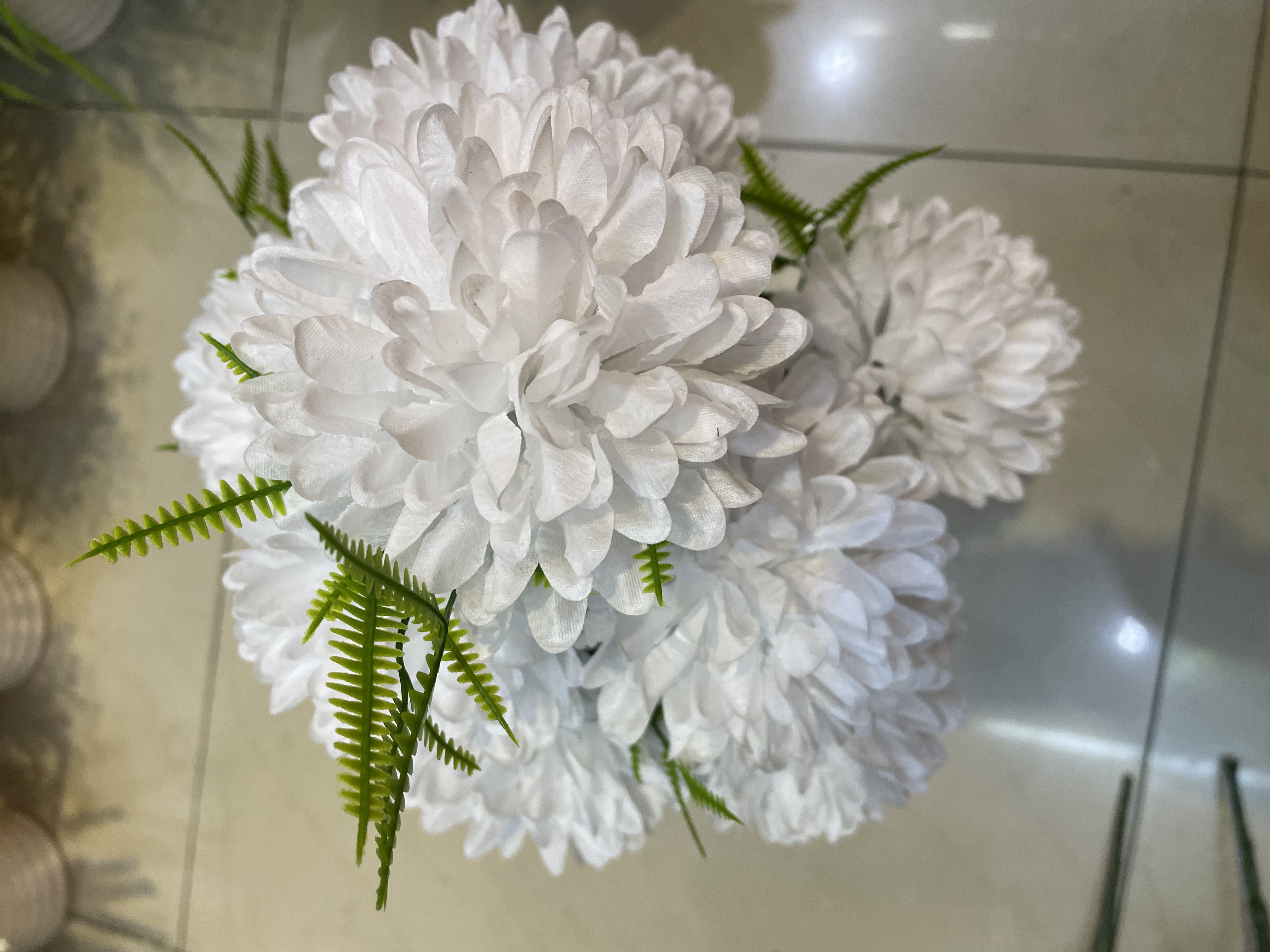 球菊
