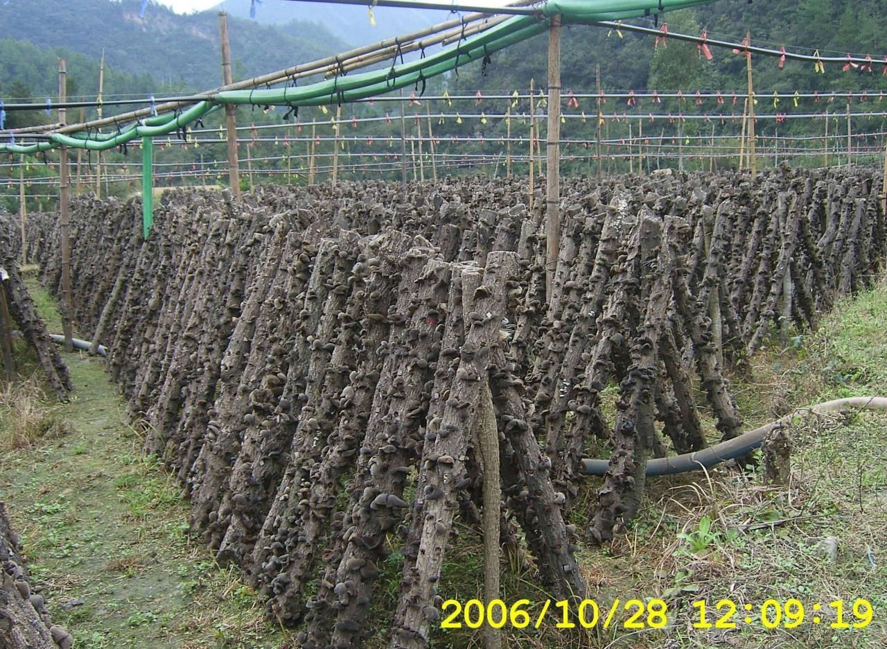 桑椹干500g详情图10