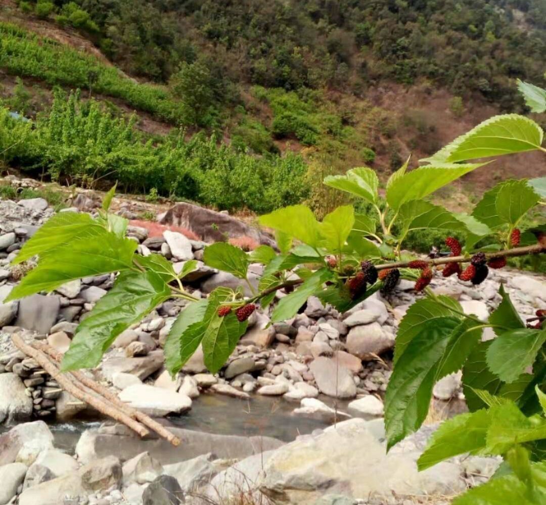 其他果干蜜饯实物图