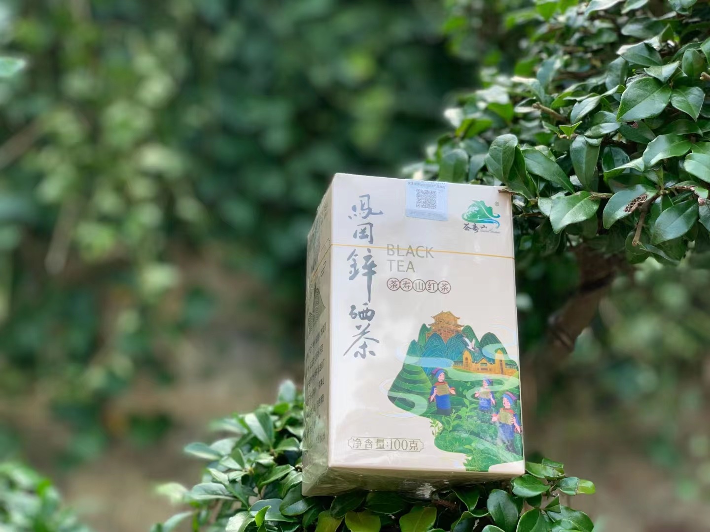 茶寿山 绿香茶