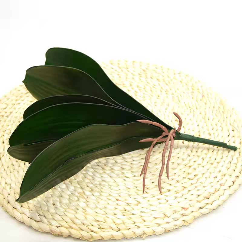 Feel the Phalaenopsis leaves