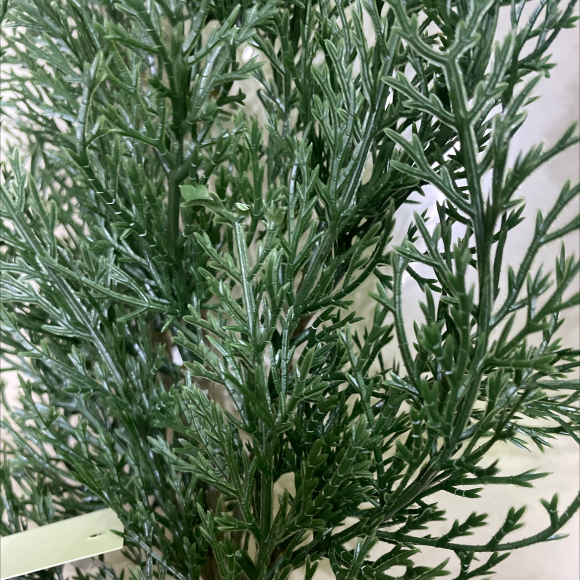 装饰/圣诞节/植物墙细节图