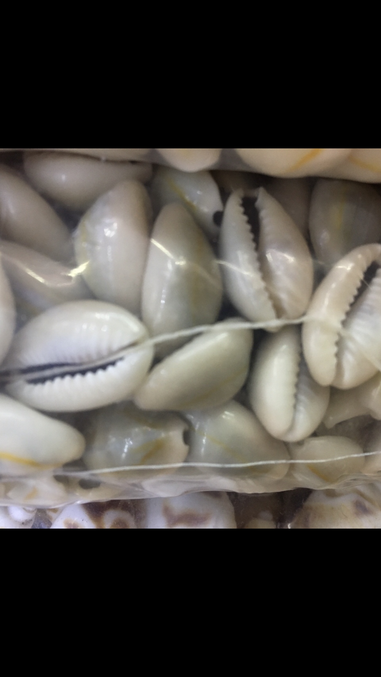 配件/贝壳/装饰工艺白底实物图