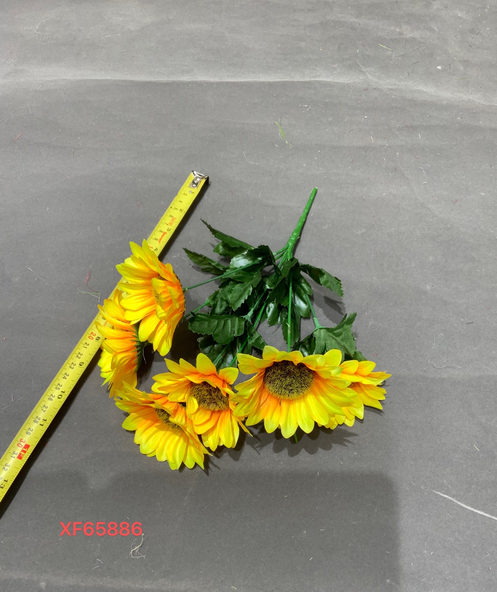 向菲花行XF65886，6叉太阳菊，6叉太阳菊