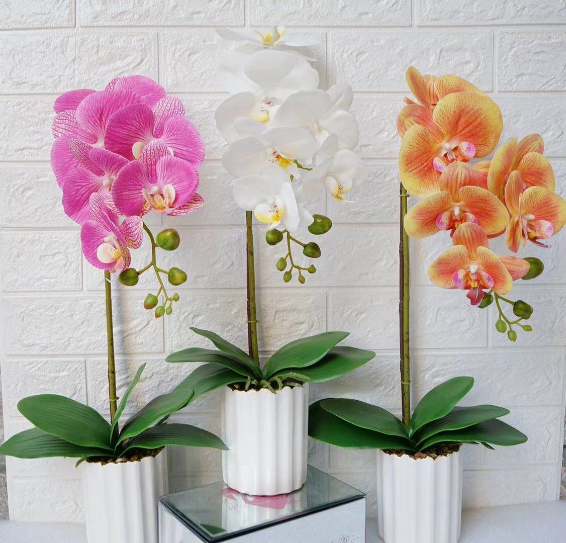 Feel Film Phalaenopsis Plant full figure