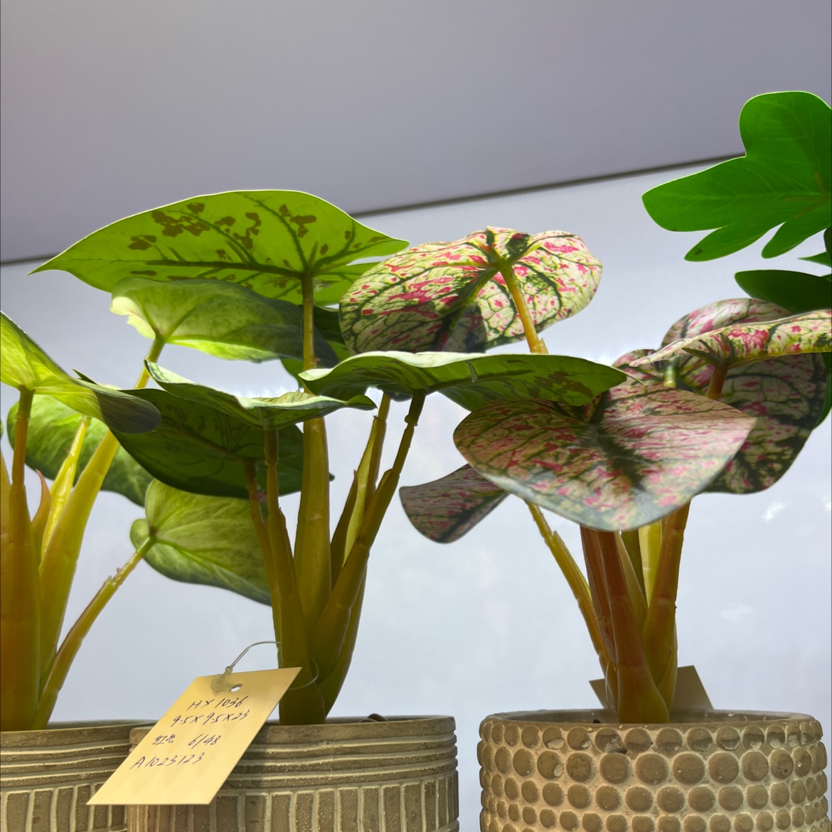 ins风绿植仿真绿植产品图