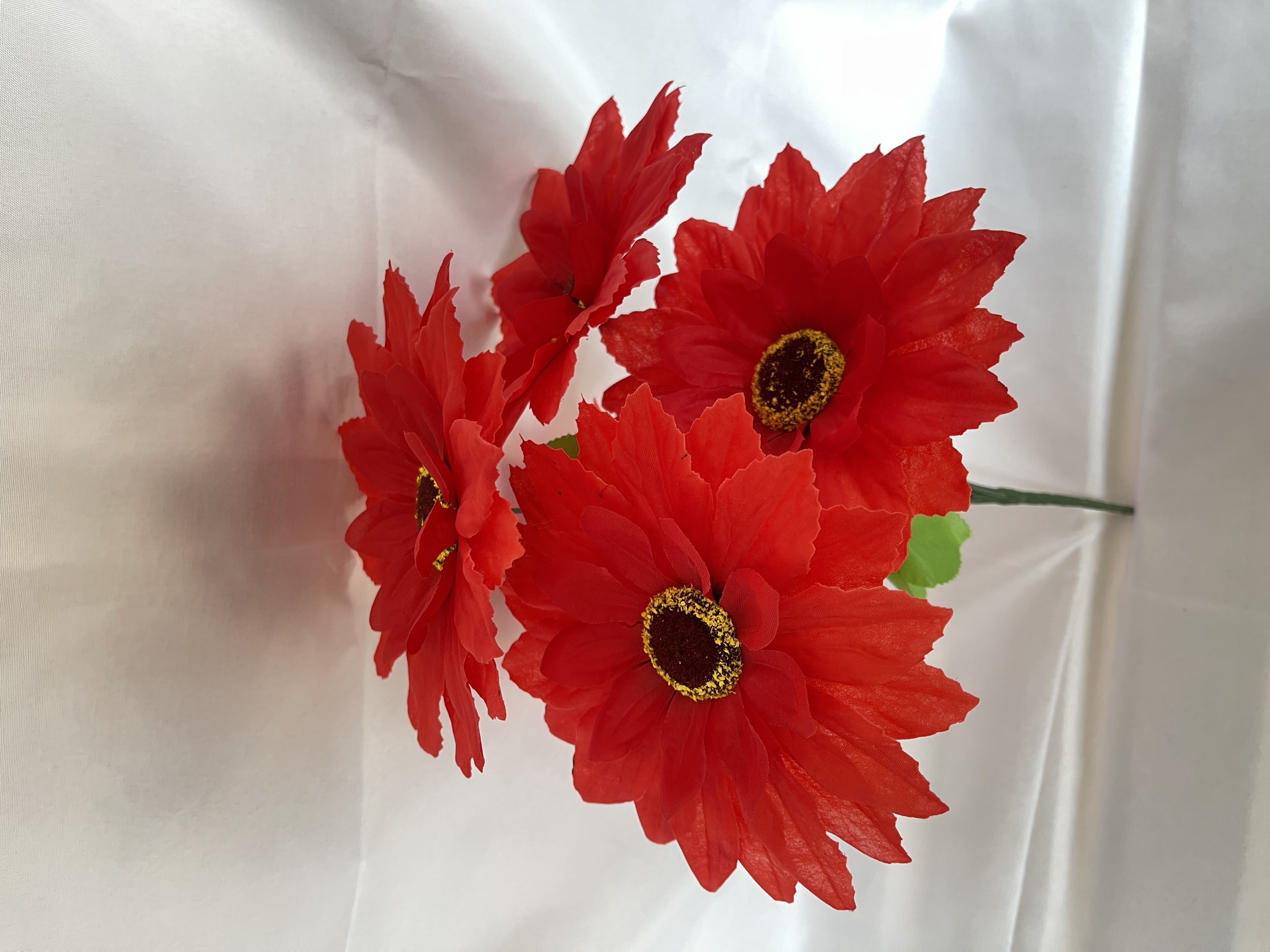 5头大非洲菊