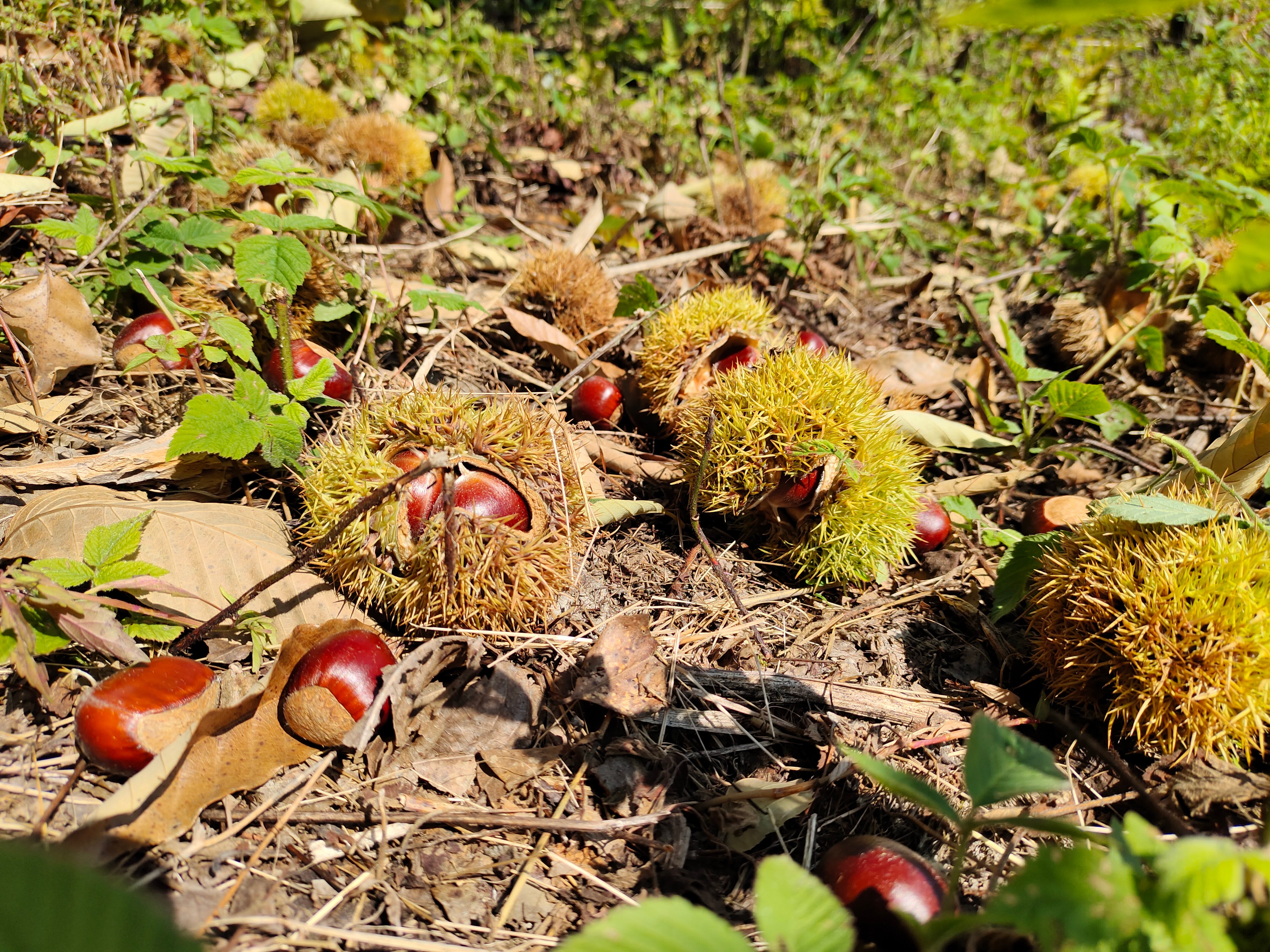 遂昌/高海拔/新鲜细节图