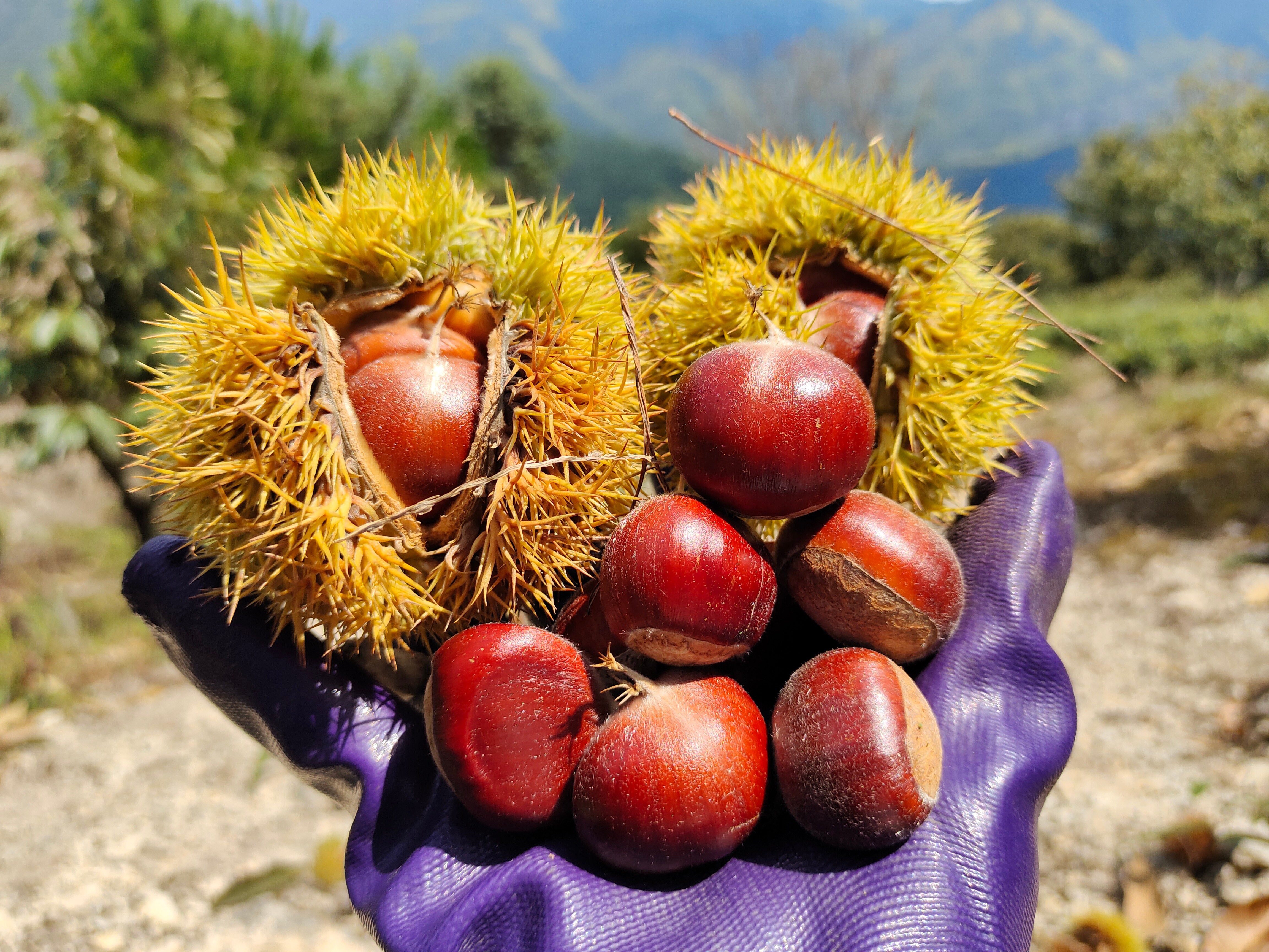 遂昌高海拔生鲜板栗图