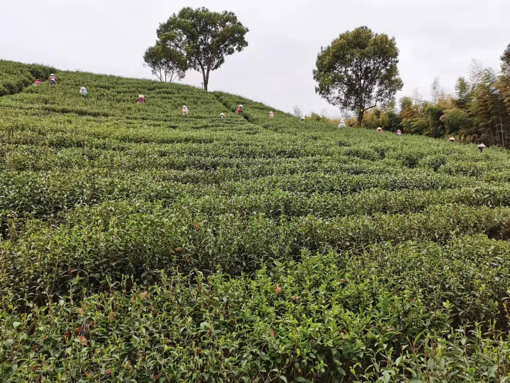 龙井茶 绿茶产品图