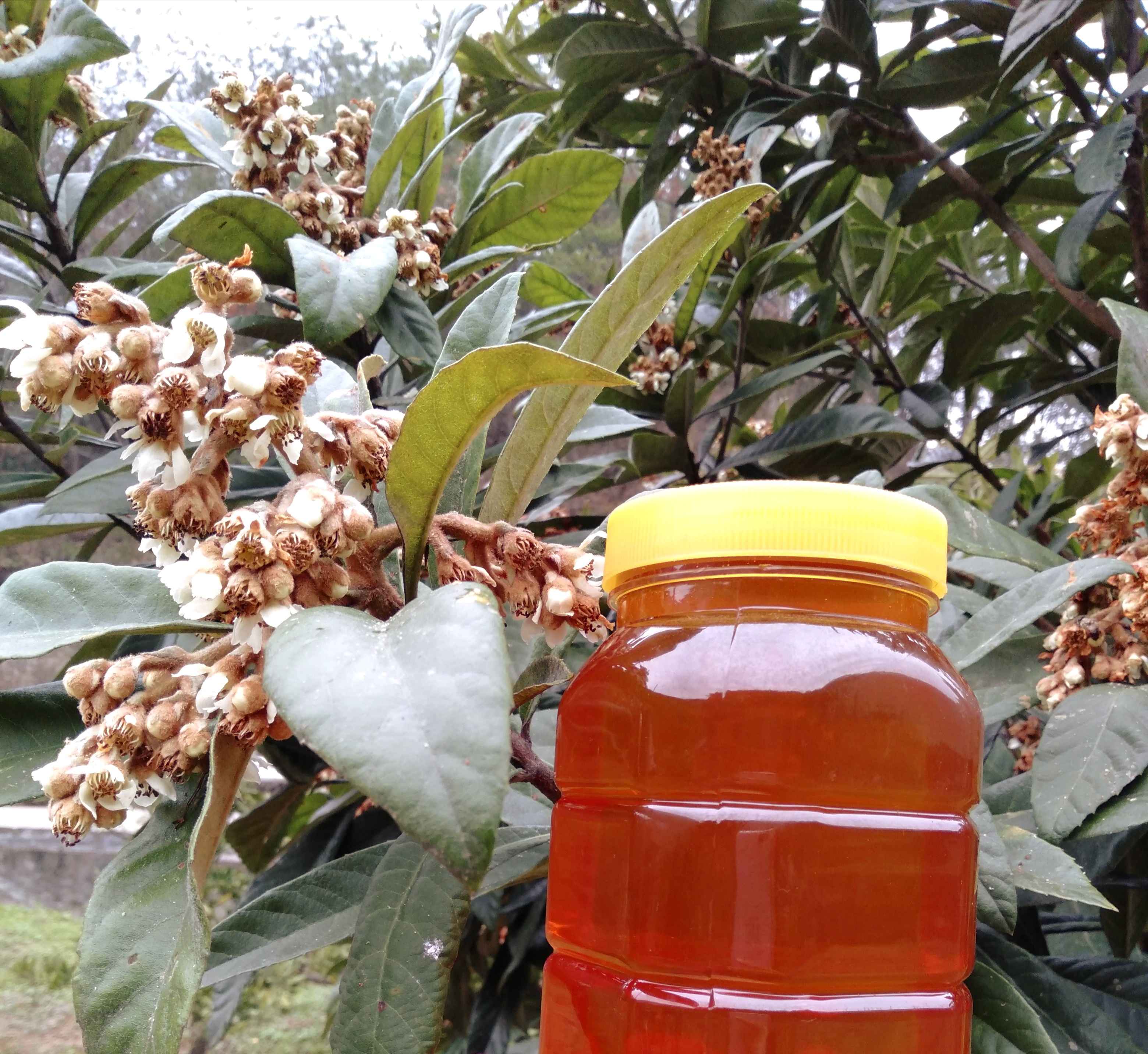 蜂蜜纯正天然土蜂蜜农家自产正宗无添加枇杷蜜 遂月山舍之风采土蜂蜜500g  图