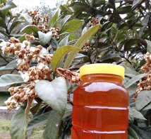 蜂蜜纯正天然土蜂蜜农家自产正宗无添加枇杷蜜 遂月山舍之风采土蜂蜜500g  
