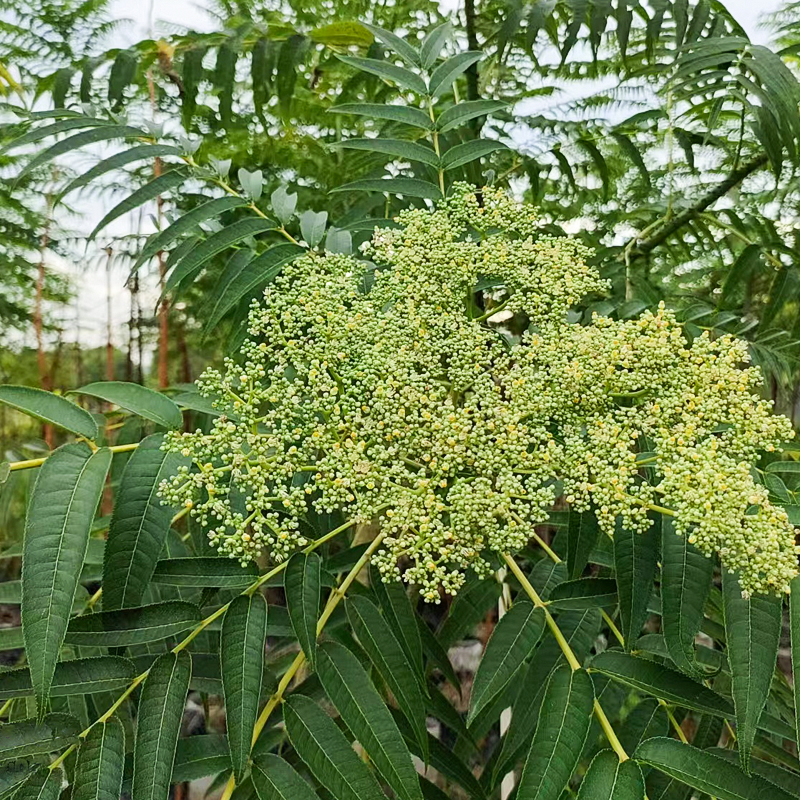 花椒/去腥增香产品图