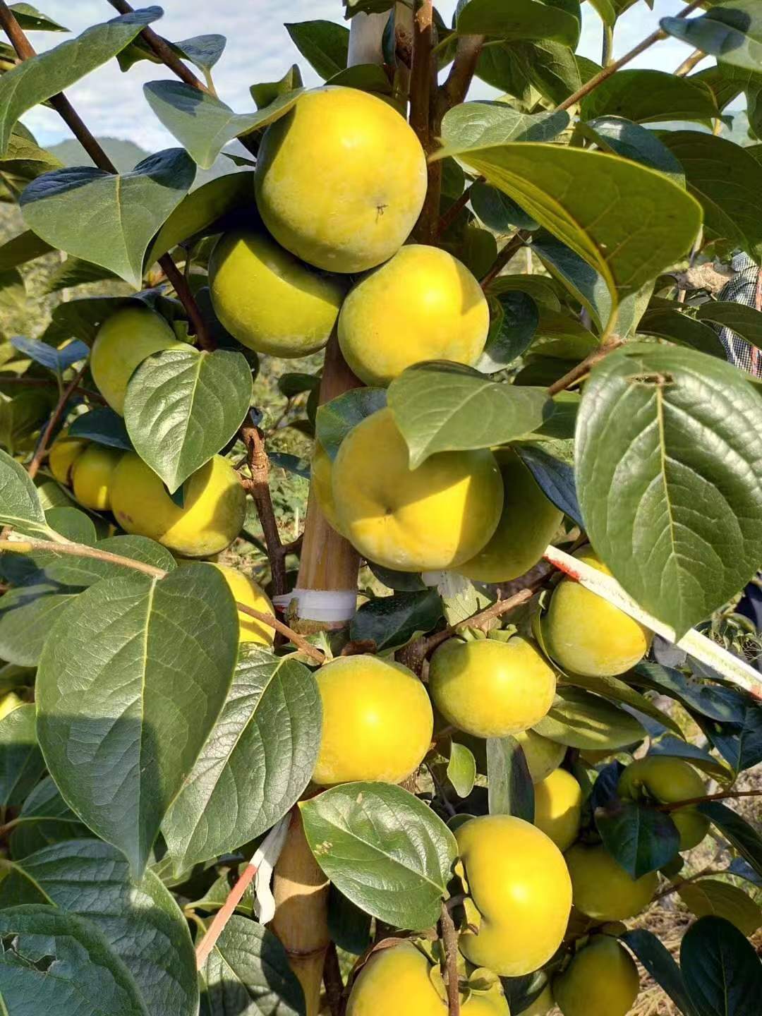 脆柿 太秋白底实物图