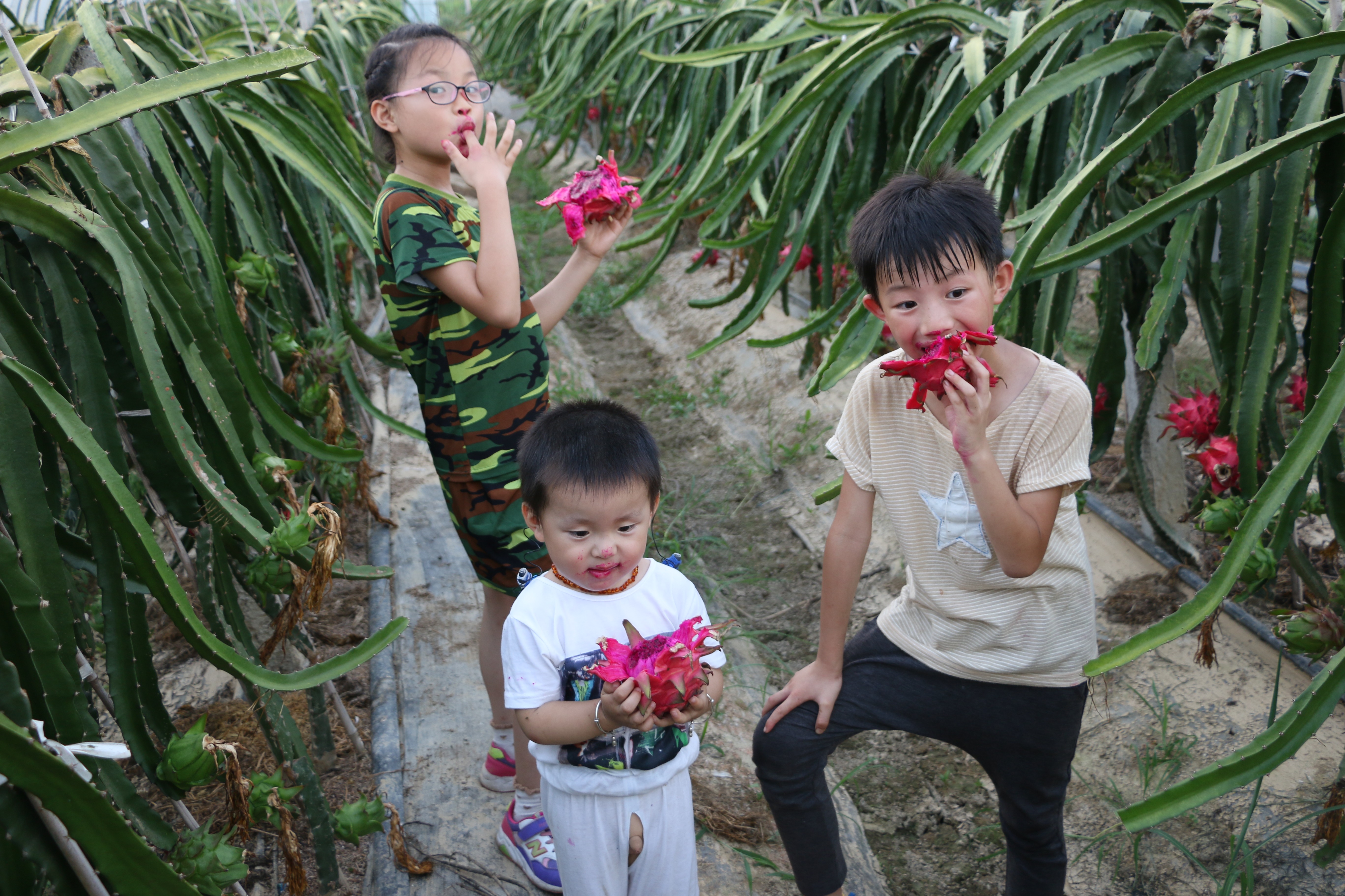 红心火龙果/绿色食品/省农博会金奖细节图