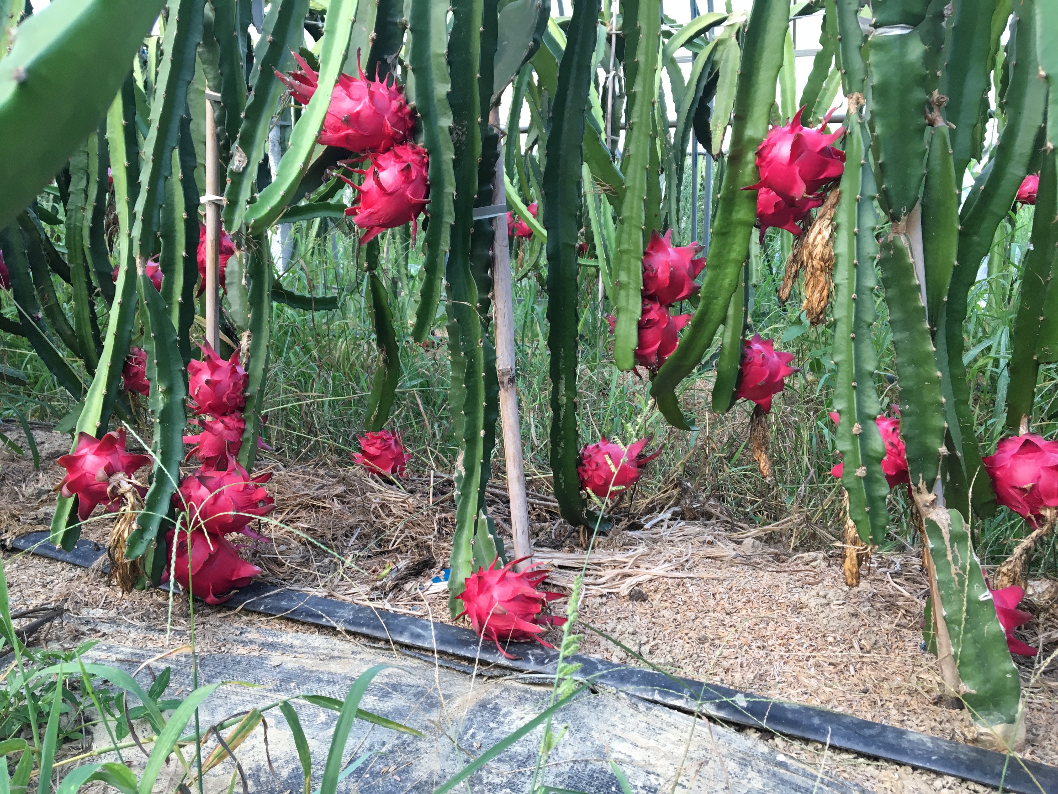 红心火龙果/绿色食品/省农博会金奖产品图