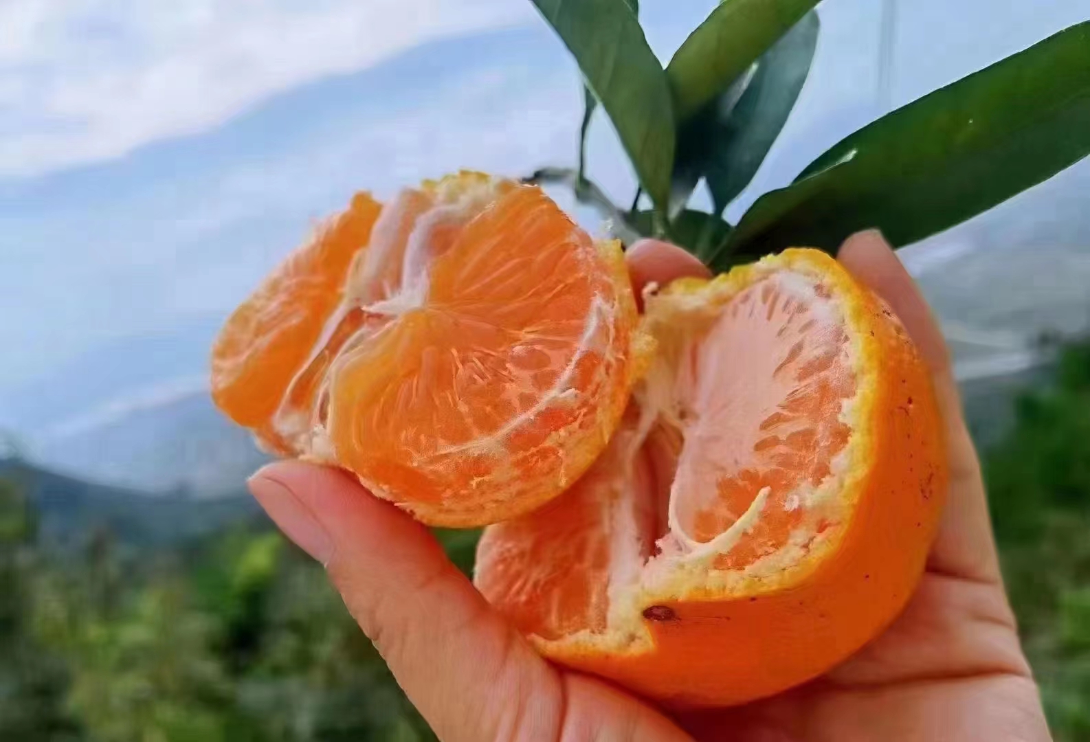 屏风岩涌泉高山蜜桔