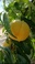 水果种植销售/农产品/黄桃水蜜桃细节图