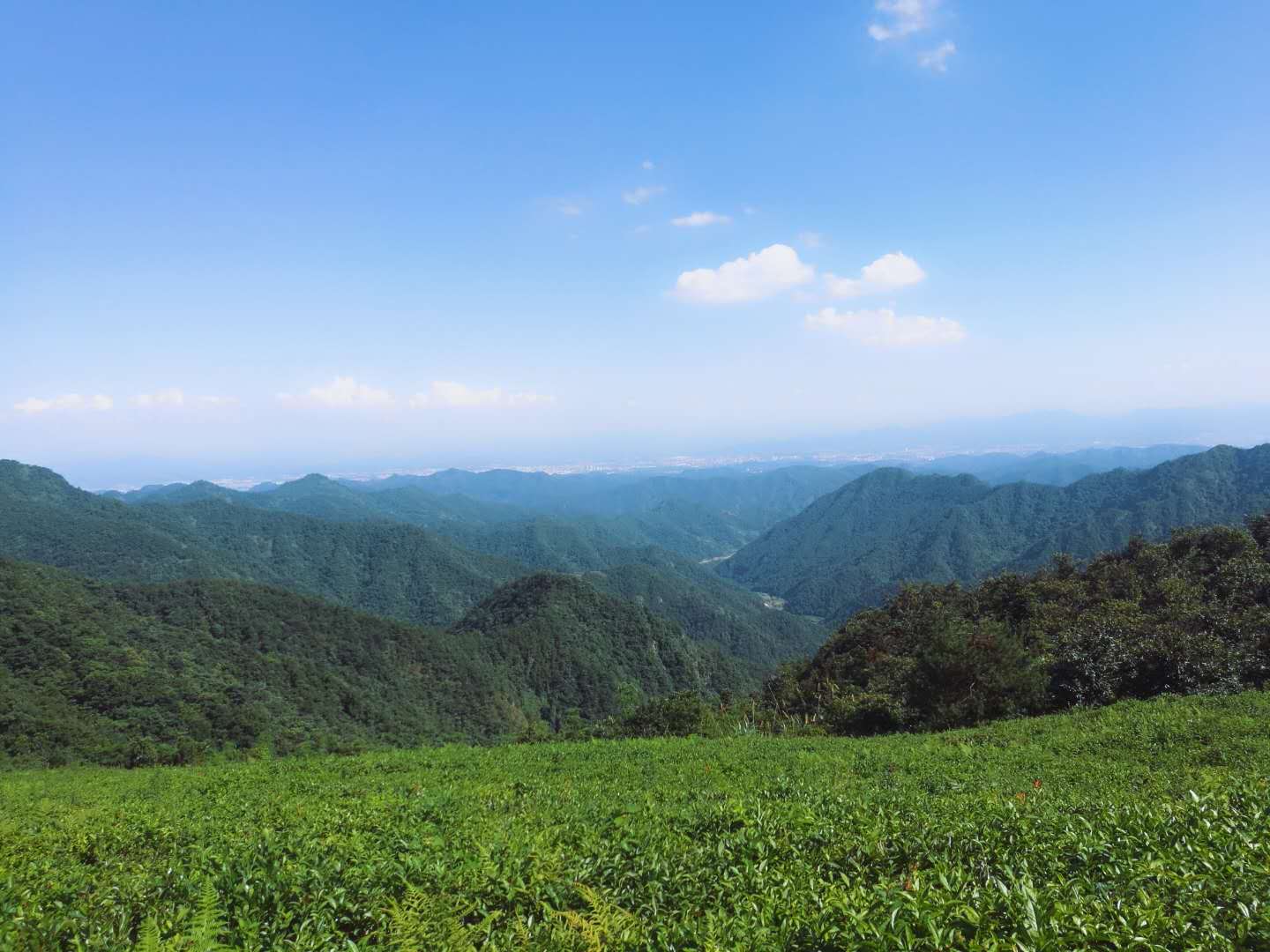 大寒山森林绿茶有机茶绿茶高山有机茶义乌国际森林博览会参展产品详情图5