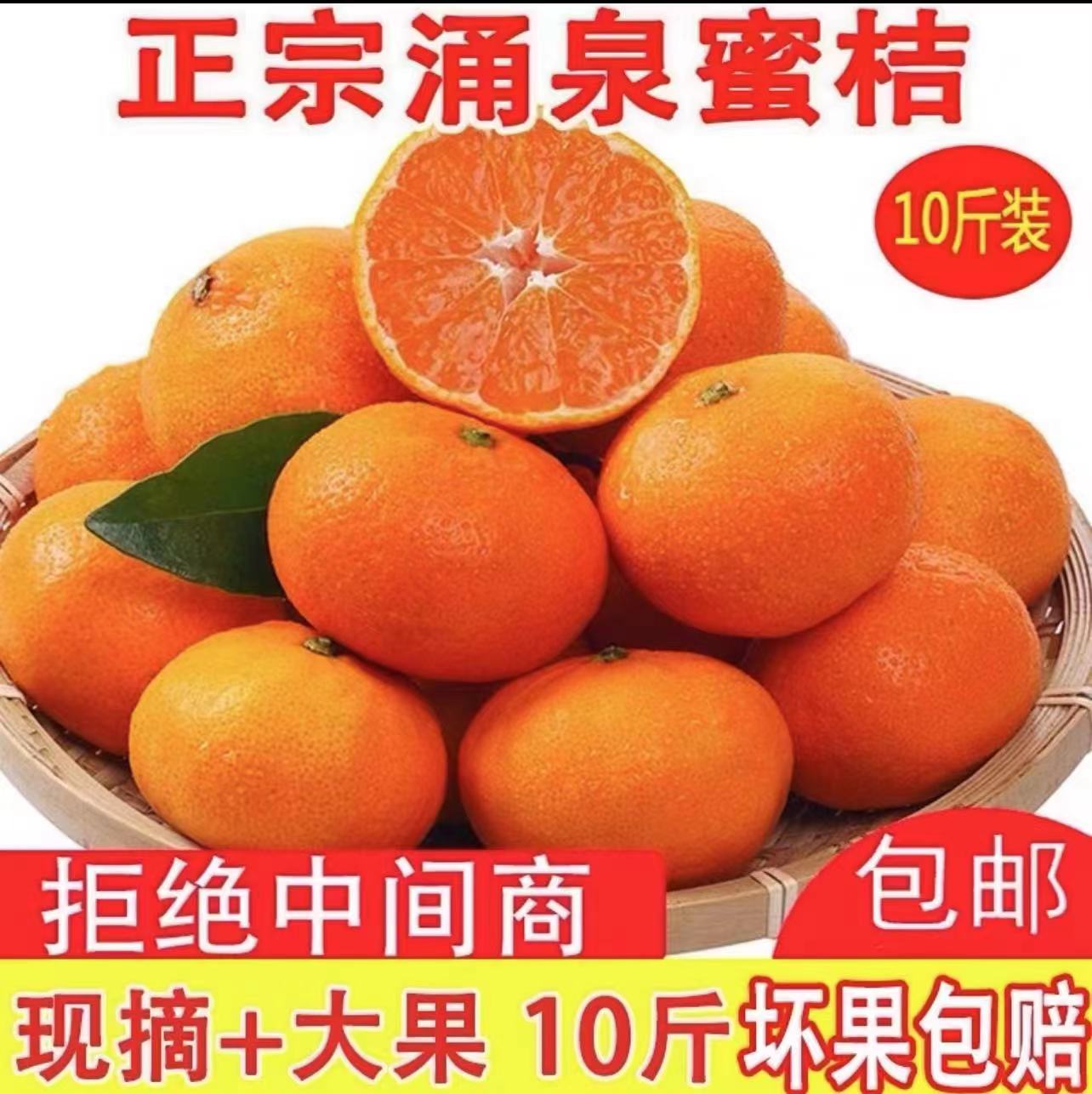 屏风岩涌泉高山蜜桔（大果）