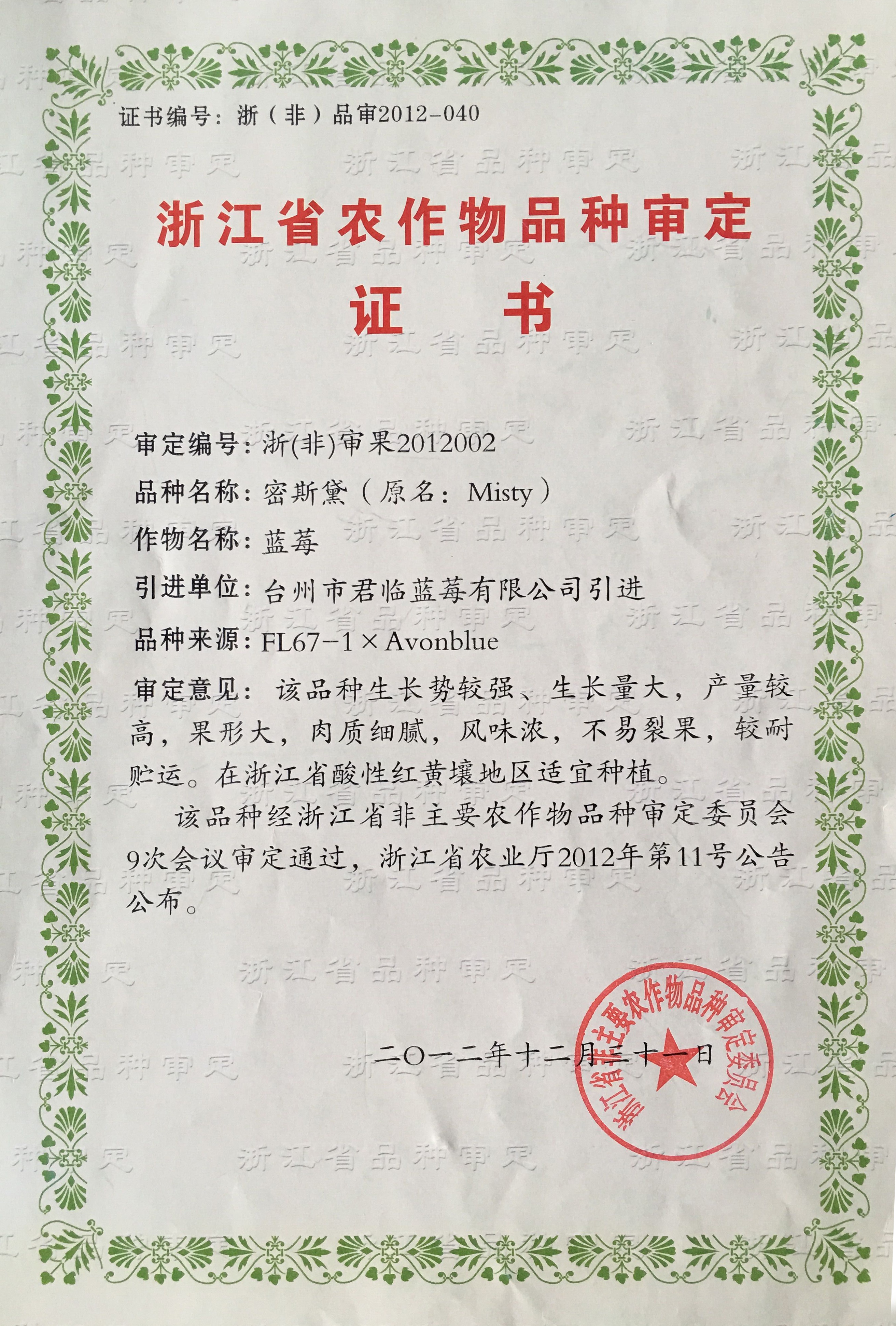 蓝莓苗白底实物图